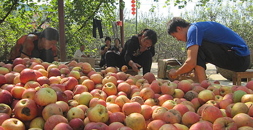 丹鳳萬灣蘋果落果滿園 游客乘興而來掃興而歸