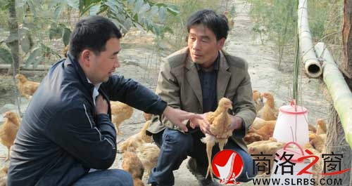 茹遠美(右)向副鎮長陳民生介紹養雞情況。