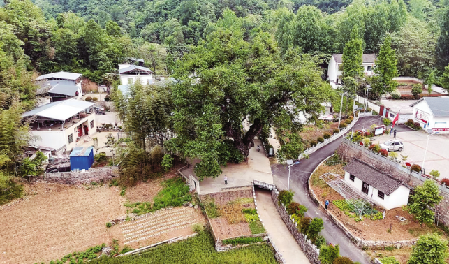 古樹名木受保護 堯夫古柳煥生機