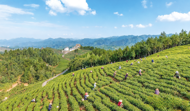 “商南茶農”：勞務品牌里的就業“金鑰匙”