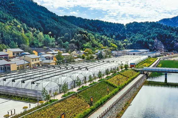 特色產業強 振興底氣足