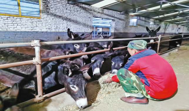 小毛驢拉動大產業