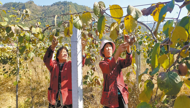 發展特色產業促致富