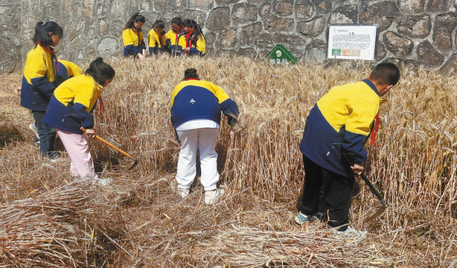 收割小麥 收獲成長
