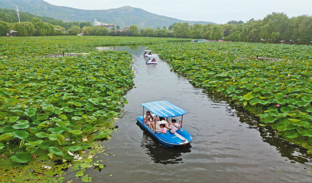 荷花盛開引客來