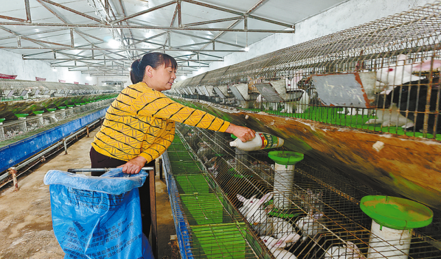 養(yǎng)殖肉兔奔富路