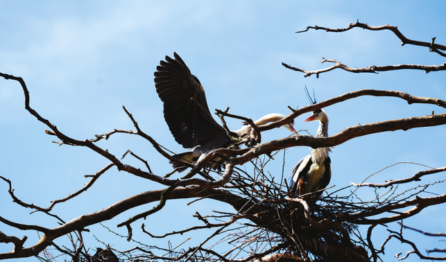 人鳥共住一村：蒼鷺與周灣的“雙向奔赴”