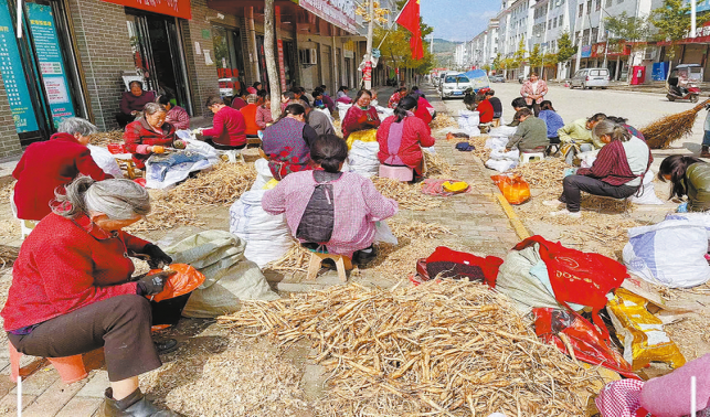 古城鎮 萬畝藥材 增收“良方”