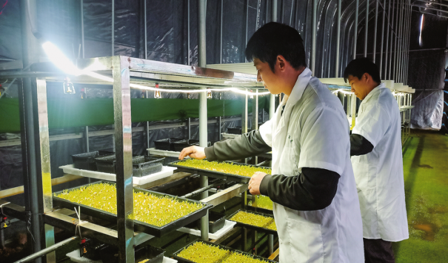 沃野織錦繡 鄉村展新顏