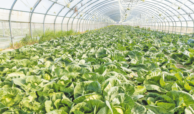 種植“放心菜”“蔬”寫新希望