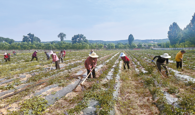 藥糧套種 致富良方