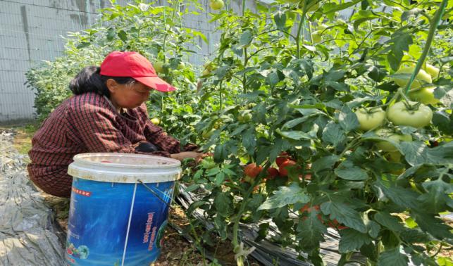 放心蔬菜點“綠”成金