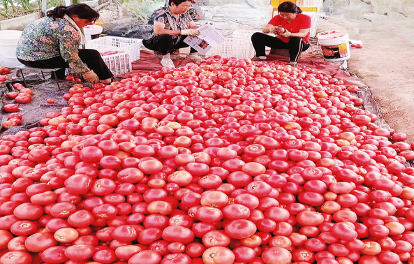 彩色田園好“豐”景