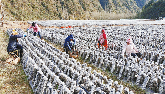 湘河鎮 推動產業多元化 走出富民“興旺路”