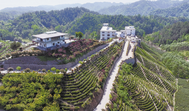 鄉村蝶變滿目新 振興圖景入畫來