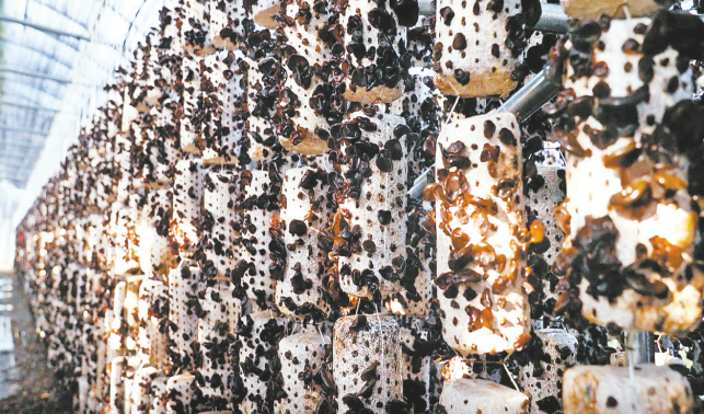 十里鋪街辦 穩崗就業增收快