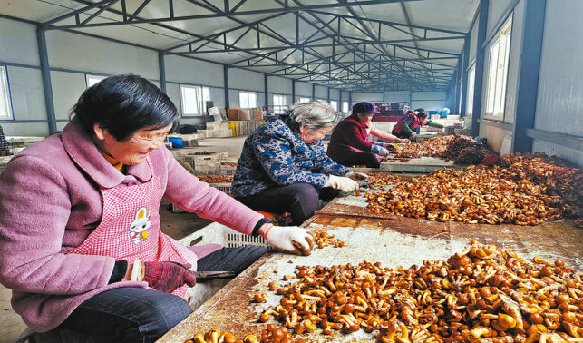 “菇”舞群眾興產業