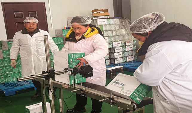 “把小小神仙葉做成大產業”