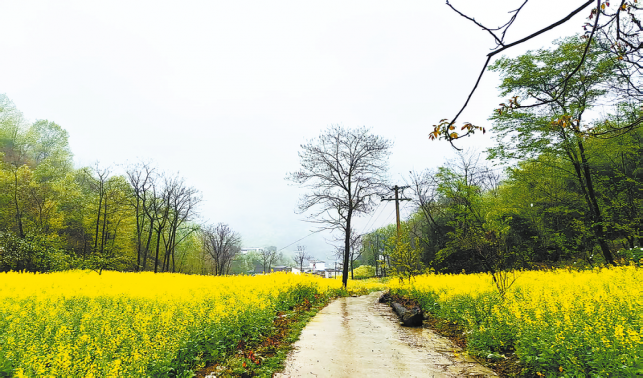 南寬坪鎮：油菜花海織就金色希望