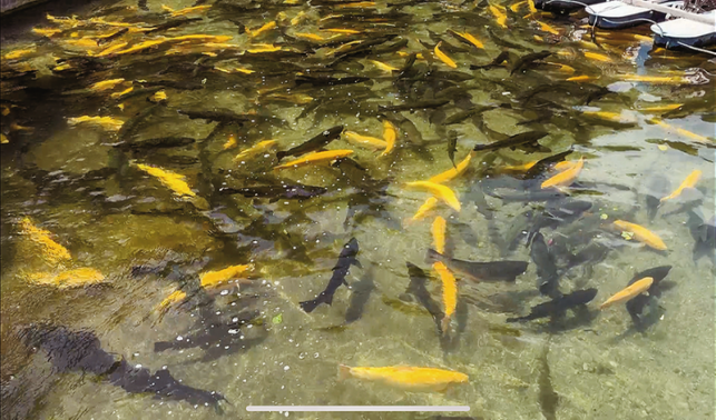 山陽冷水魚產業(yè)園項目