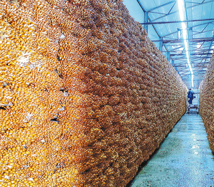 食用菌產(chǎn)業(yè)撐起群眾“增收傘”