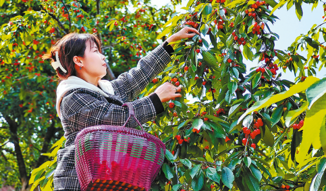 紅紅的櫻桃，紅紅的日子