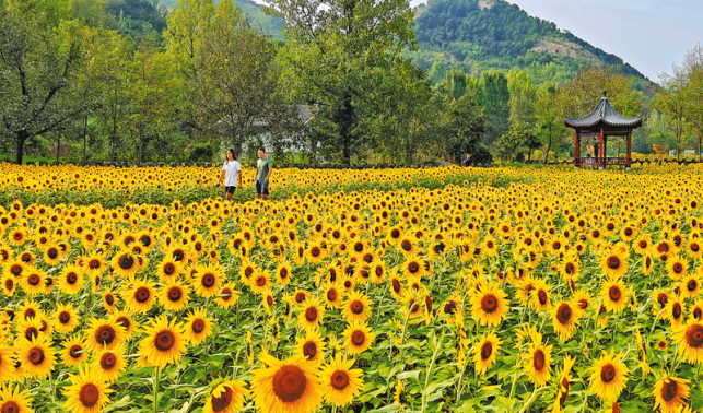 商州秦嶺江山景區內的油葵進入盛花期