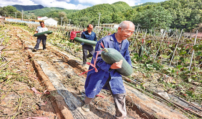 畝產(chǎn)突破1萬(wàn)公斤 牧護(hù)關(guān)冬瓜豐收了