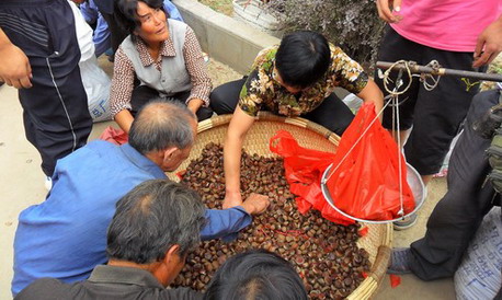 景村鎮板栗豐收集市交易火爆