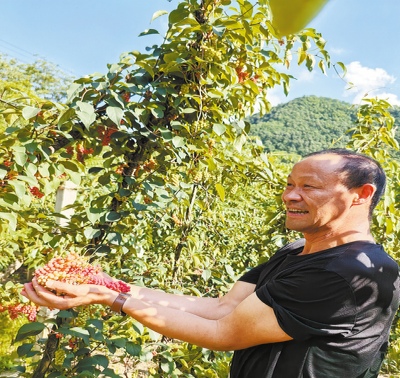 綠藤上結(jié)出“金串串”