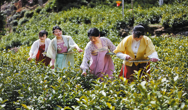 春到象園茶鄉美