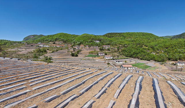 米糧鎮(zhèn)煙田起壟覆膜忙