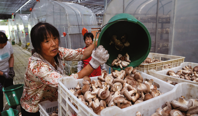 大坪鎮(zhèn)反季香菇走俏