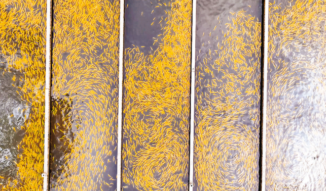 漁坪村 經濟與生態效益“雙豐收”