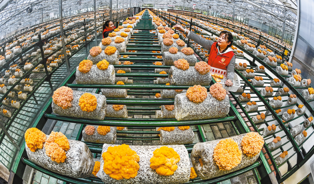 小木耳長成大產(chǎn)業(yè)