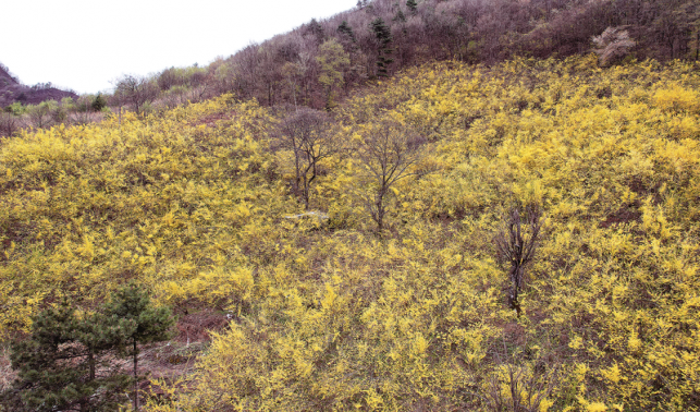和美鄉村盤龍寺
