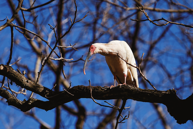 柞水首次發現國家一級保護動物朱鹮