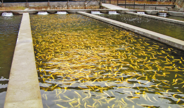 立足生態(tài)資源優(yōu)勢(shì) 發(fā)展特色冷水魚(yú)產(chǎn)業(yè)