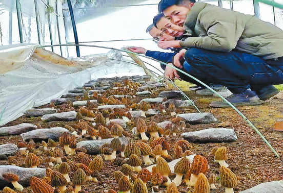 羊肚菌帶來(lái)好“錢(qián)”景